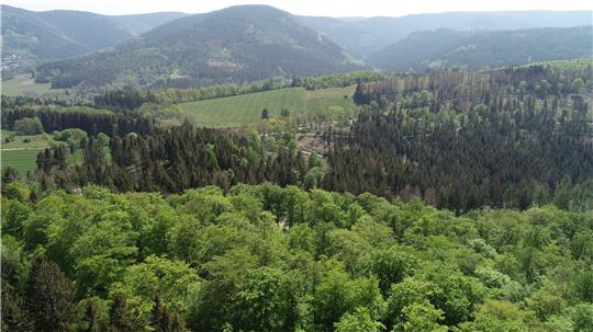 Auch an der Granetalsperre und dem Steinberg bleibt der Goslarer Stadtwald nicht von Borkenkäfer und Klimawandel verschont.  Foto: Stadt Goslar/Ritter