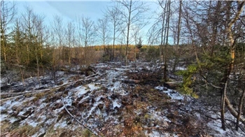 Ein Waldgebiet, mittendrin liegt eine Fläche brach, weil es gebrannt hat. Löschschaum ist zu sehen.
