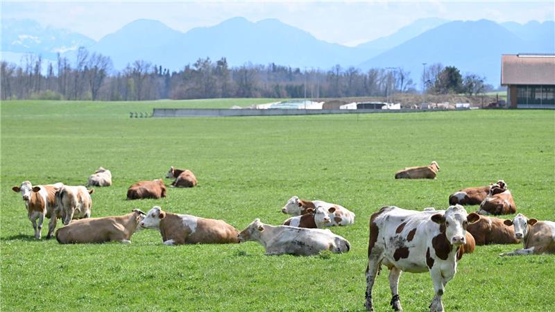 Auch auf Bayerns Weiden werden Rinder seltener. Das „Alpenfleckvieh“ - so der offizielle Name - ist ein sogenanntes Doppelnutzungsrind, das sowohl für Fleisch- als auch Milchproduktion gezüchtet wird. Die in Norddeutschland üblichen schwarz-bunten Holsteinrinder hingegen sind Milchkühe. (Symbolbild)