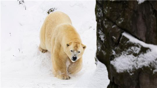 Auch bei Sturm und Schnee fühlen sich die Eisbären im Freien wohl.