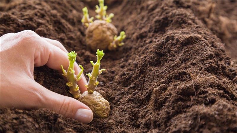 Kartoffeln werden in die Erde gesetzt. 