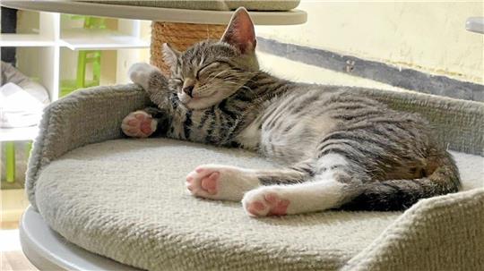 Auch das Katzenhaus soll von den Spendengeldern profitieren.