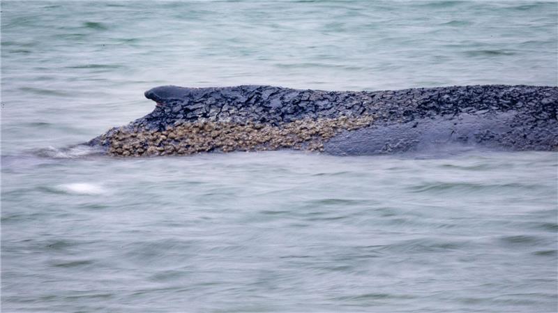 Auch der Gesundheitszustand des Wales soll untersucht werden (Archivbild).