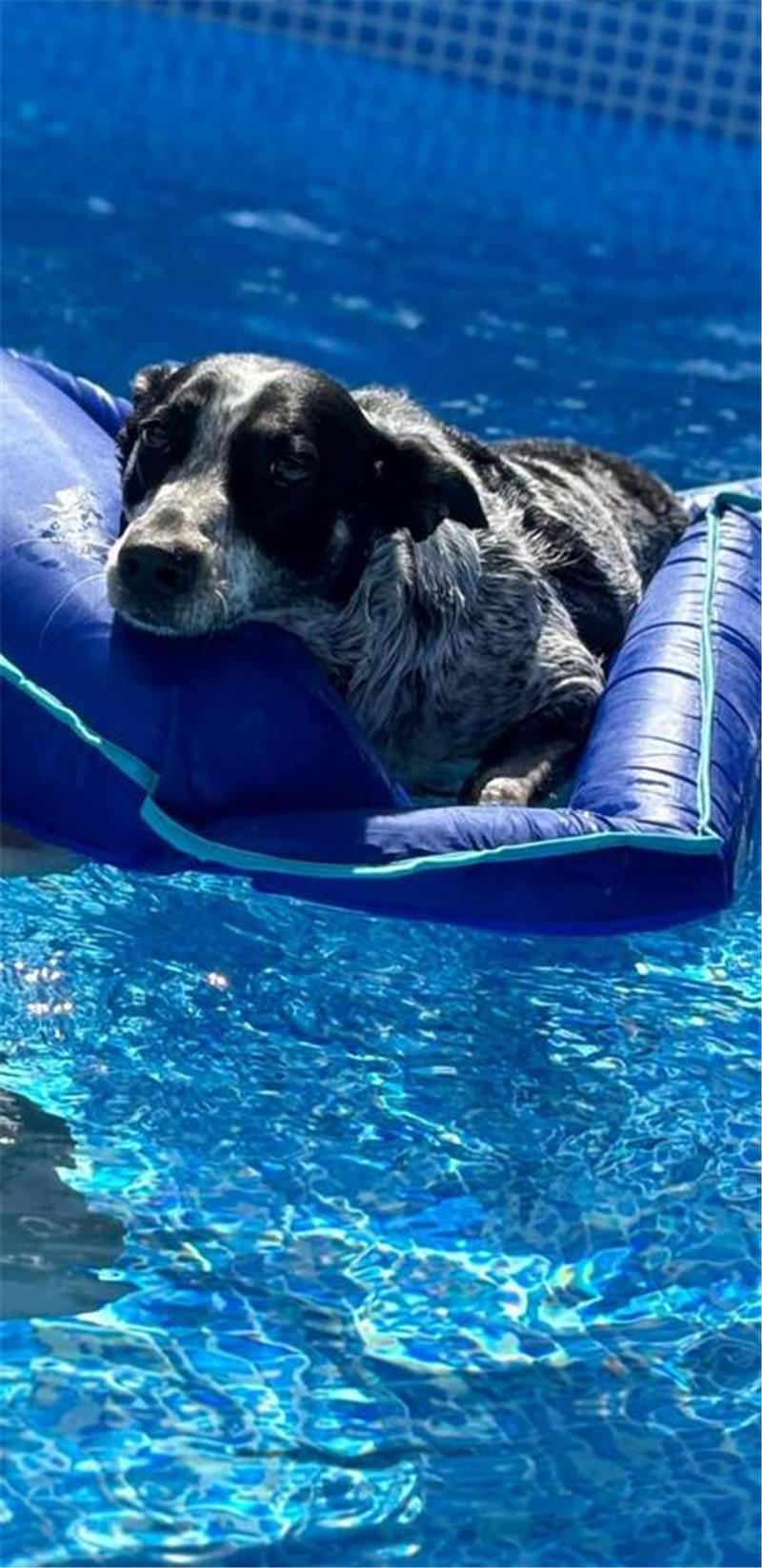 Auch der Hund von Anke Bakanitsch nimmt eine Erfrischung im kühlen Nass.