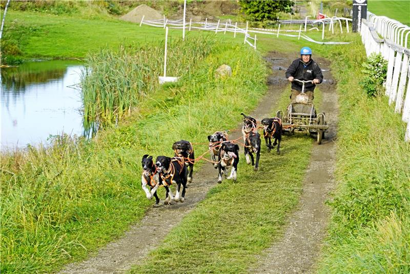 Hunderennen in Bad Harzburg vor kleiner Zuschauerkulisse Auch der mehrfache Weltmeister Uwe Radant geht in Bad Harzburg an den Start. Und natürlich gewinnt er mit seinem Achtergespann das Rennen. Foto: Schlegel