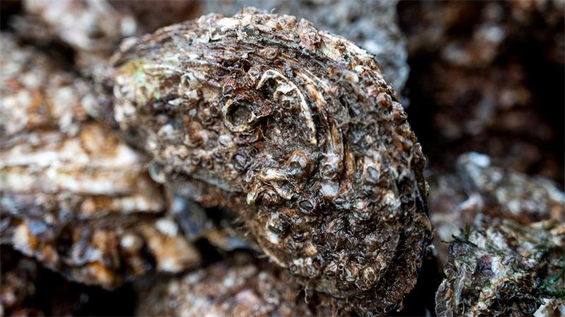 Zum Saisonstart - Wissenswertes rund um die Muschelzucht Auch die Austernzüchter haben mit Vorgaben zu kämpfen (Archivbild).