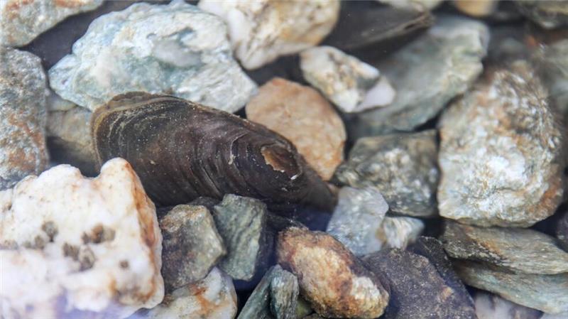 Tausende Süßwasserarten vom Aussterben bedroht Auch die Flussperlmuschel (Margaritifera margaritifera) ist vom Aussterben bedroht.