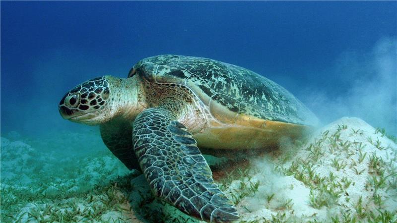 Auch die Grünen Meeresschildkröten gehören WWF zufolge zu den Gewinnern des Jahres.