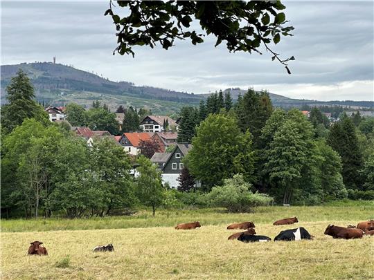 Auch die Kernstadt wird immer kleiner: Unterhalb des Wurmbergs sind nur noch 3092 Einwohner gemeldet. Seit Jahren plant die Stadt, die Zahl der Einwohner durch neue Baugebiete zu erhöhen, allein die Umsetzung ist schwierig.  Foto: Eggers
