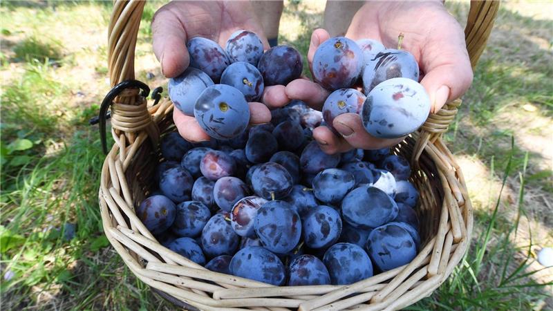 Überdurchschnittliche Apfelernte erwartet Auch die Pflaumen- und Zwetschgenernte dürfte besser ausfallen (Archivbild)