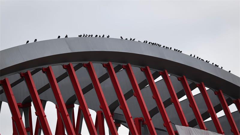 108 Meter lange neue Bahnbrücke rollt durch Hamburg Auch die Tauben haben es sich schon gemütlich gemacht.