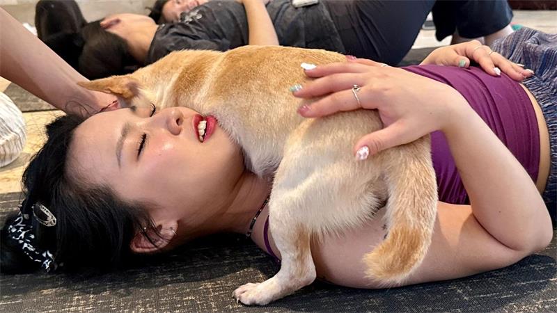 Trend Puppy Yoga: Herabschauender Hund trifft Hundebabys Auch die Teilnehmer entspannen, wenn sich ein Hundebaby auf ihnen zusammenrollt.