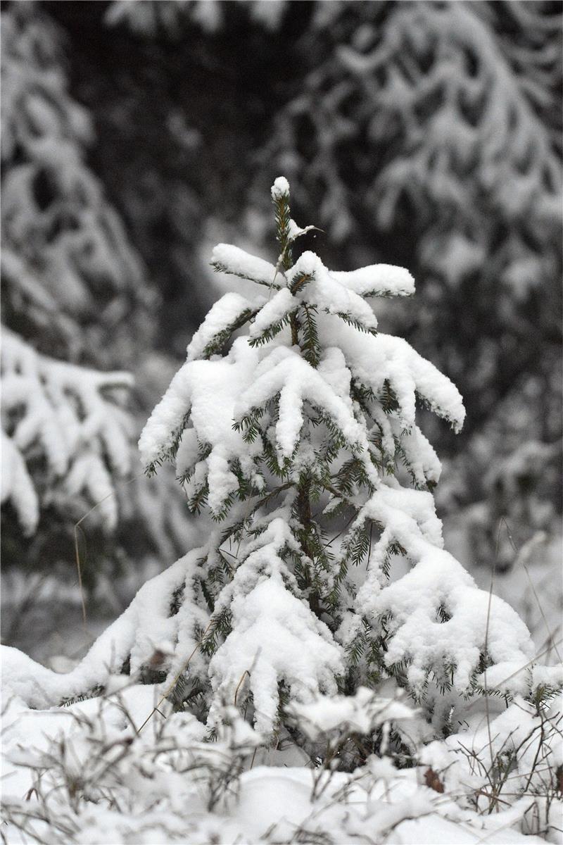 Auch ein kleiner Baum kann im richtigen Schmuck Weihnachten feiern.  Foto: Pixabay