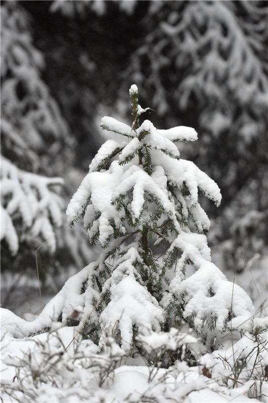 Auch ein kleiner Baum kann im richtigen Schmuck Weihnachten feiern.  Foto: Pixabay