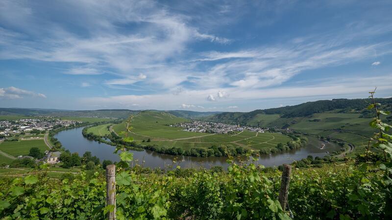 Auch einige Weinstöcke wurden beim Abstutz der Drohne beschädigt. (Symbolbild)