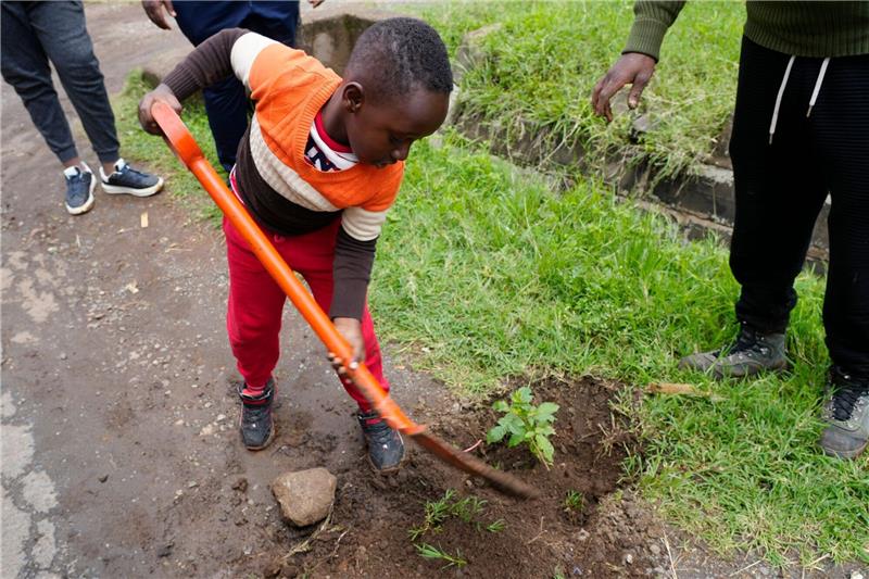 Kenia: Extra-Feiertag zum Pflanzen von 100 Millionen Bäumen Auch er packt mit an: Der 5-jährige Tzuriel Kipngeno pflanzt in Nairobi einen Casaurina-Baum am Straßenrand.