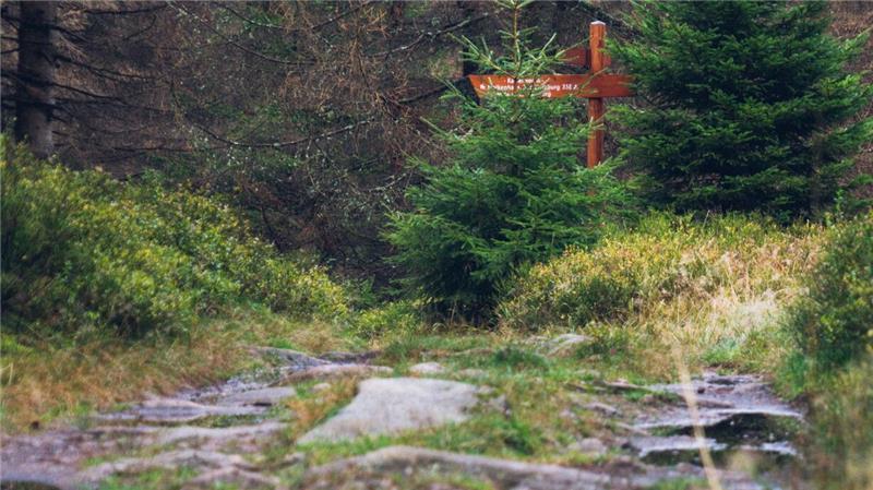 Von Bad Harzburg aus die Natur und ihre Wälder erkunden Auch im Oktober führen wieder Touren auf verschiedensten Wegen in die Wälder rund um Bad Harzburg.
