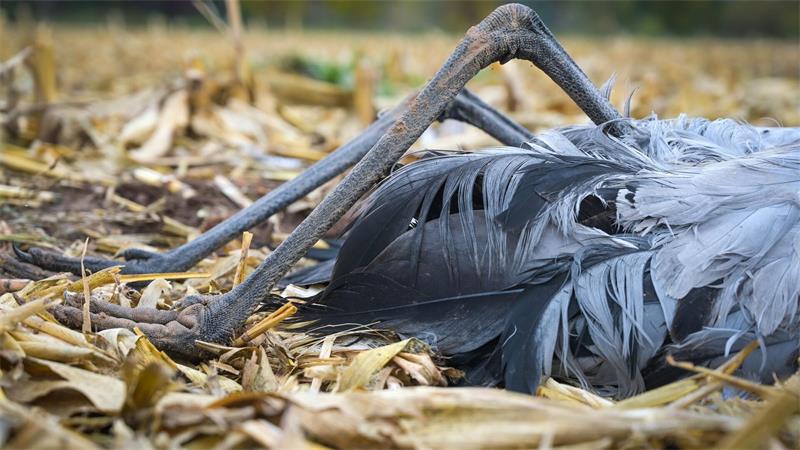 Sorge um Australiens Tierwelt: Vogelgrippe breitet sich aus Auch in Deutschland sind viele Vögel betroffen, darunter zahlreiche Kraniche. (Archivbild)
