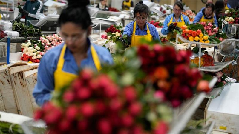 Auch in Kolumbien werden Schnittblumen produziert. (Archivbild)