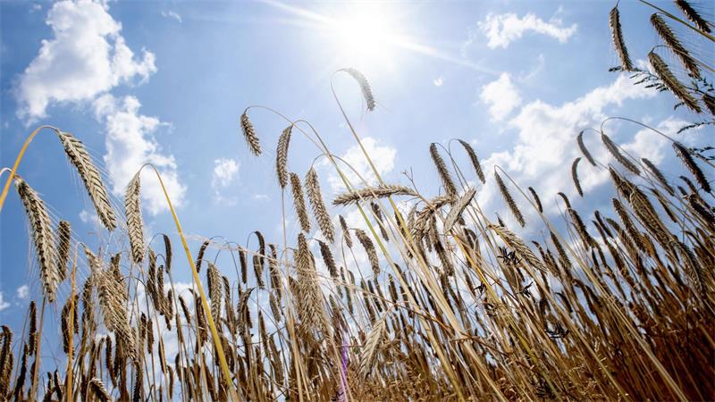Auch in Niedersachsen wurde für den Sommer 2026 ein Rekord gemessen. (Symbolfoto) 