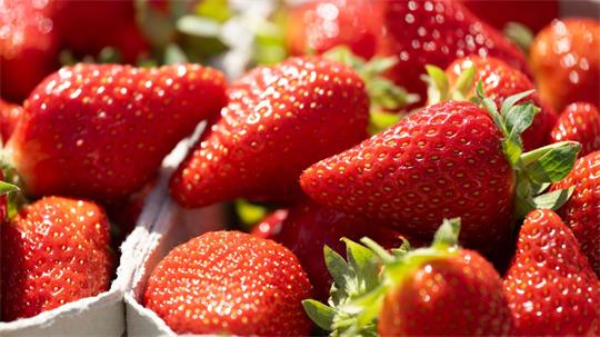 Auch in Niedersachsen wurden weniger Erdbeeren geerntet. 