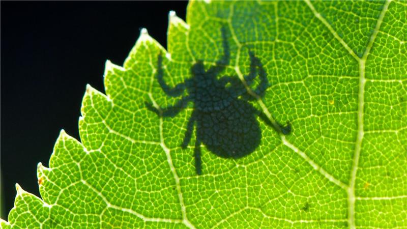 Auch in Norddeutschland leben viele Zecken. (Archivbild)