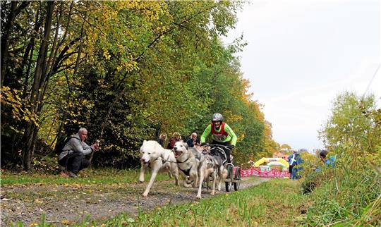 Auch in diesem Jahr kommen Musher aus dem ganzen Land nach Clausthal-Zellerfeld. Archivfoto: Potthast