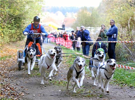Auch in diesem Jahr laufen wieder zahlreiche Hunde um die Wette.  Archivfoto: Neuendorf