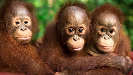 Auch jeder Einzelne kann einiges tun, um Orang-Utans zu schützen.