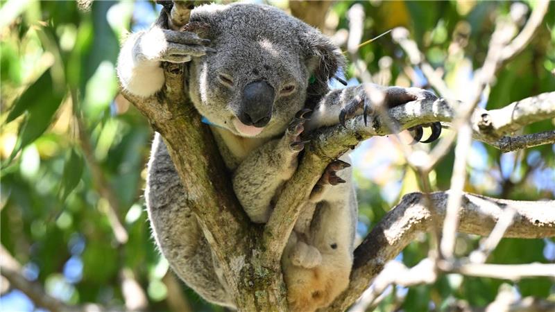 Auch mit der Einrichtung eines neuen Schutzgebiets für Koalas in Australien sei ein wichtiger Schritt unternommen worden, so der WWF. (Archivfoto)