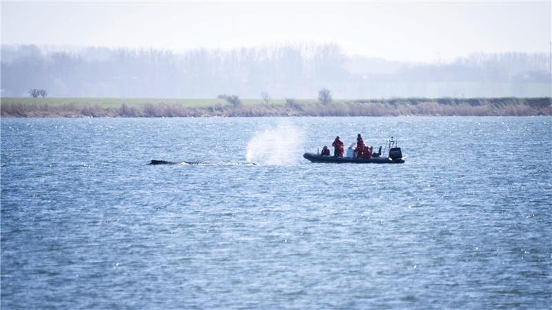 Auch nach Ostern machen sich Expertinnen und Experten ein Bild von der Situation des Wals.