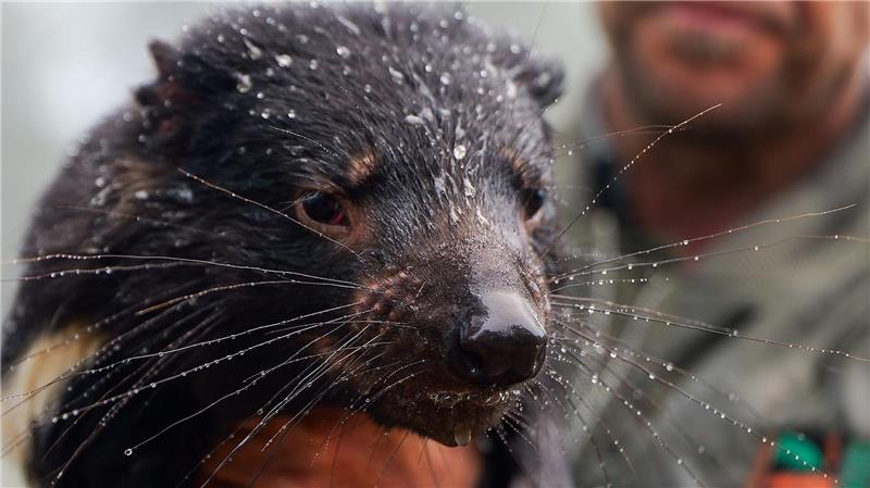 Schon fünf Tote bei massiven Überschwemmungen in Australien Auch viele Tiere waren betroffen, darunter bedrohte Tasmanische Teufel.