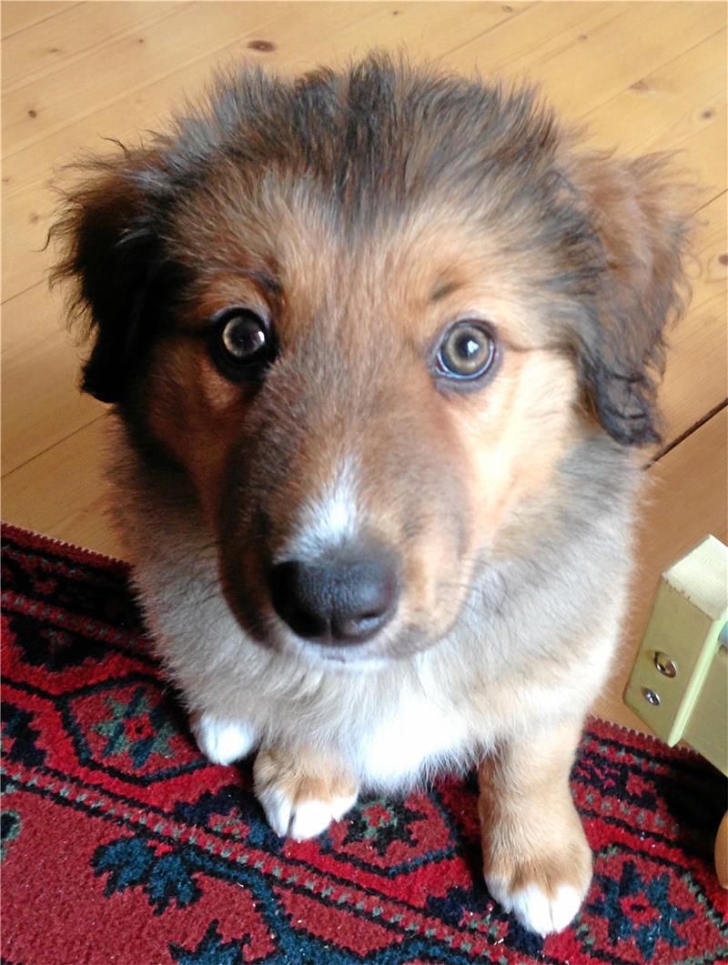 Wieviel Steuern kostet in Bad Harzburg ein Hund? Auch wenn der Hund noch so niedlich ist: Hundesteuer wird auch für ihn fällig. Wobei es ab zwei Hunden für die Besitzer künftig richtig teuer wird. Archivfoto: Schlegel