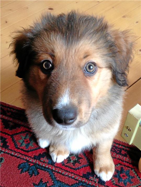 Auch wenn der Hund noch so niedlich ist: Hundesteuer wird auch für ihn fällig. Wobei es ab zwei Hunden für die Besitzer künftig richtig teuer wird.  Archivfoto: Schlegel