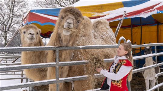 Auch zwei sibirische Steppenkamele gehören zum Ensemble.
