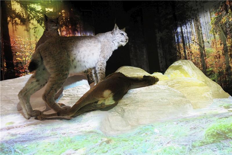 Eröffnung: Harzwaldhaus erwacht aus dem Dornröschenschlaf Auch Luchse gehören zur neuen Ausstellung. Foto: Nörenberg