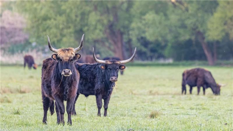 Auerochsen stehen bei Sonnenaufgang in ihrem Reservat in den Spreeauen bei Cottbus.