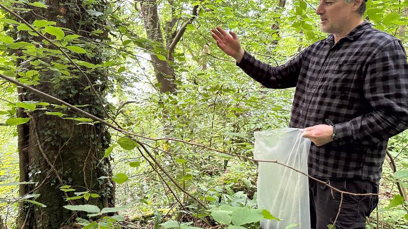 Harte Nuss: Kampf um rote Eichhörnchen in Wales Auf Anglesey stellt Craig Shuttleworth viele Fallen auf.