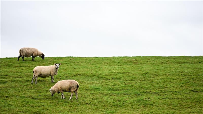 Abschüsse von Wölfen sollen leichter werden Auf Deichen sind Regelungen zum Schutz der Weidetiere schwieriger - und deshalb sollen dort Wolfs-Abschüsse leichter möglich werden.