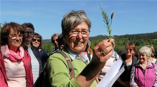 Auf Kräuterwanderung mit den Lutteraner Landfrauen: Gudrun Langner präsentiert Spitzwegerich und Ackerschachtelhalm.
