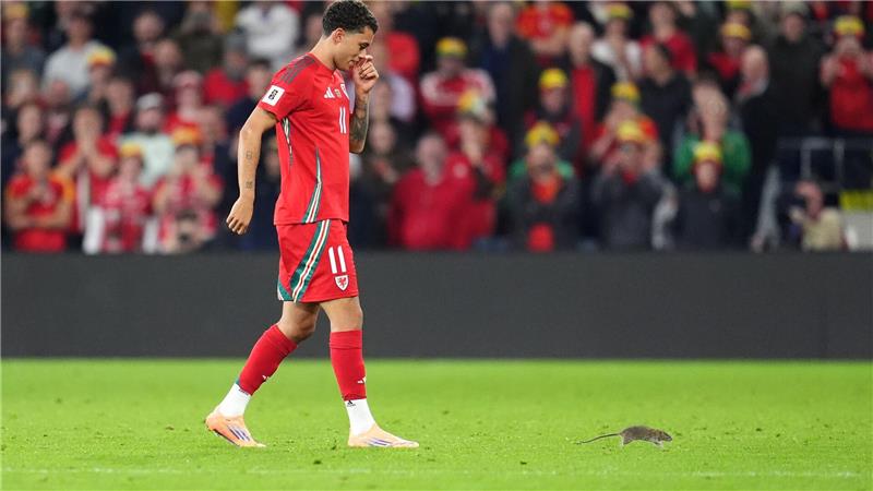 Ratte stört WM-Quali-Spiel - Courtois‘ Fangversuch misslingt Auf Rattenjagd: der walisische Nationalspieler Brennan Johnson.