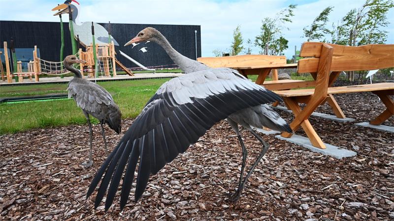 Kranichzentrum erhält unverhofft Schützlinge Ida und Michel Auf dem Außengelände der Kranichwelten in Günz fühlen sich die beiden Jungkraniche sichtbar zu Hause.