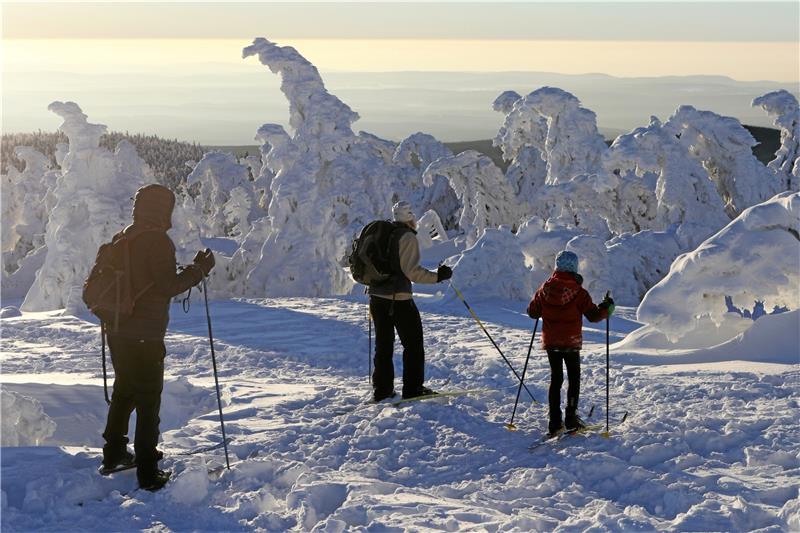 Auf dem Brocken sind viele bizarre Naturphänomene zu entdecken. Die gebeugten Fichten muten wie müde Wanderer an.
