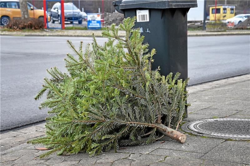 Die letzte Reise der Goslarer Weihnachtsbäume Auf dem Fußweg wartet der Baum darauf, seine letzte Fahrt anzutreten. Foto: Fricke