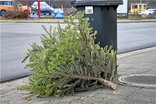 Auf dem Fußweg wartet der Baum darauf, seine letzte Fahrt anzutreten. Foto: Fricke