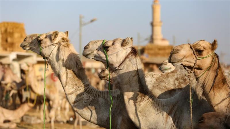 Kamele an Pyramiden sollen besser geschützt werden Auf dem Kamelmarkt in Giseh lässt sich der teils harte Umgang mit den Tieren beobachten. (Archivfoto)