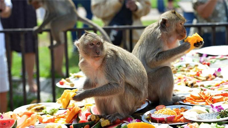 Ein Bankett als Dankeschön: Festmahl für Affen in Thailand Auf dem Menü stehen vor allem Obst und Gemüse.