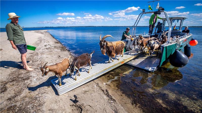 Ziegen als Landschaftspfleger auf der Vogelinsel Walfisch Auf dem Weg zum Job: 22 Ziegen des Vereins Dummersdorfer Ufer sollen in den nächsten Monaten die Vegetation auf der Vogelschutzinsel niedrig halten.
