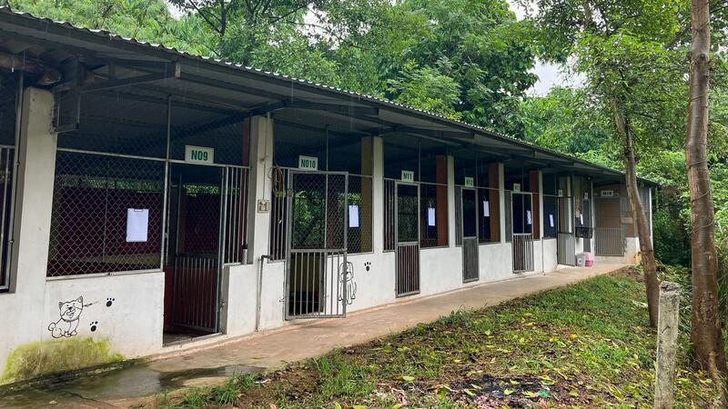„Welpenmast“ in Vietnam: Wo Hunde durch die Hölle gehen Auf den Farmen fristen die Hunde ein Dasein in Betonkäfigen.