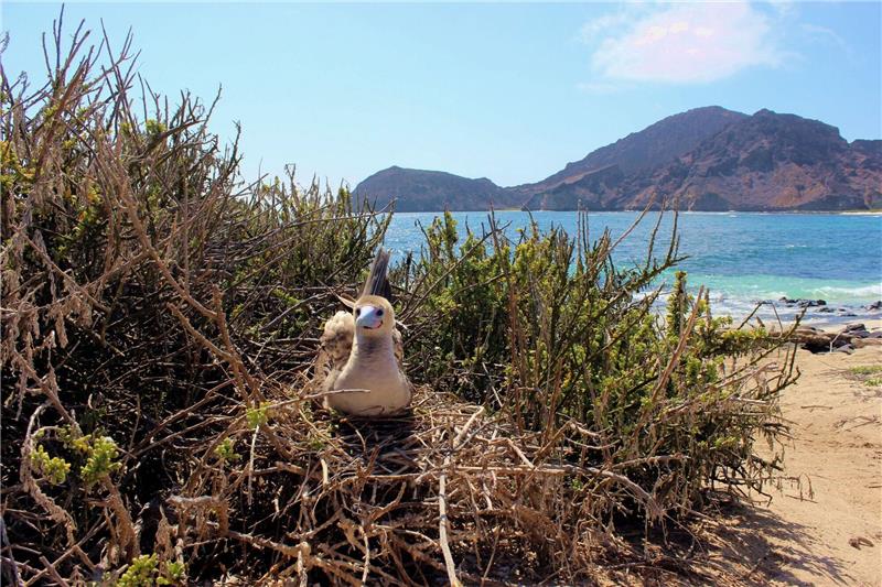 Kranke Vögel auf Galápagos-Inseln auf Vogelgrippe untersucht Auf den Galápagos-Inseln leben nach Behördenangaben 78 endemische Vogelarten.